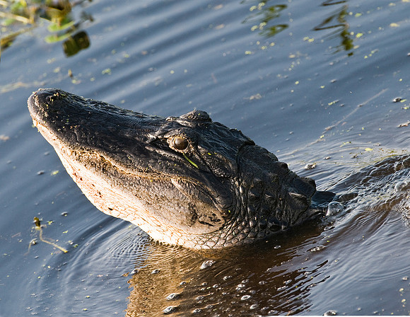 ALLIGATOR