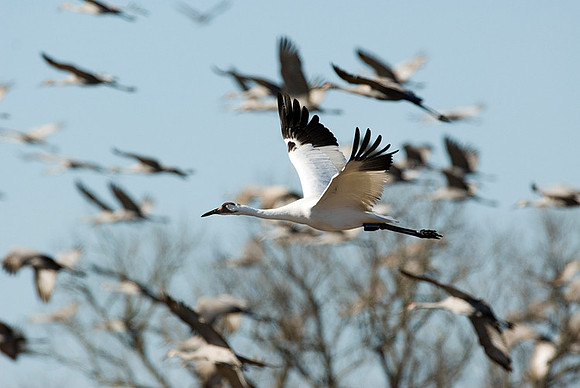 WHOOPING CRANE