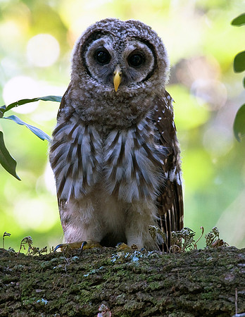 BARRED OWL