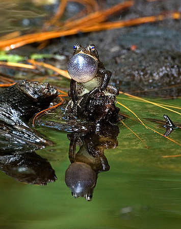 SOUTHERN TOAD
