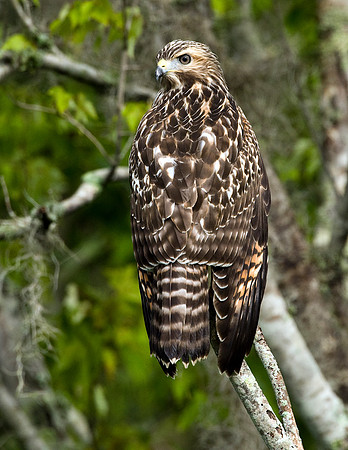 RED-SHOULDERED HAWK