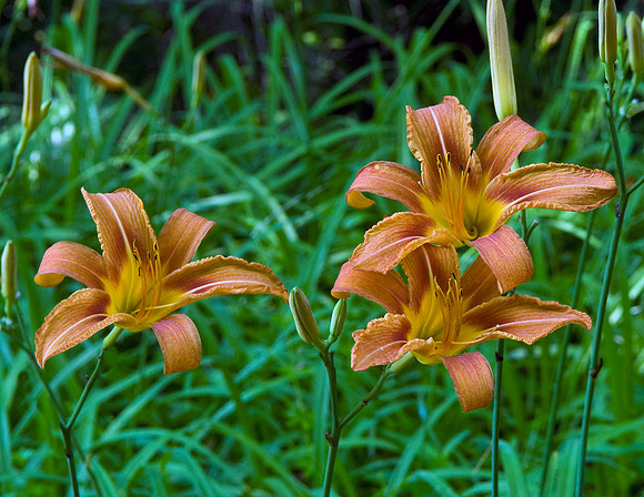 TIGER LILLIES