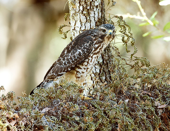 RED-SHOULDERED HAWK