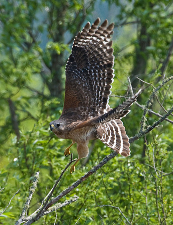 RED-SHOULDERED HAWK