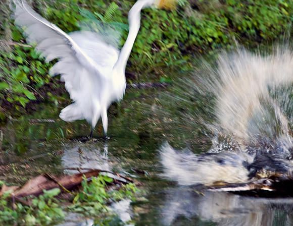 ALLIGATOR AND GREAT EGRET