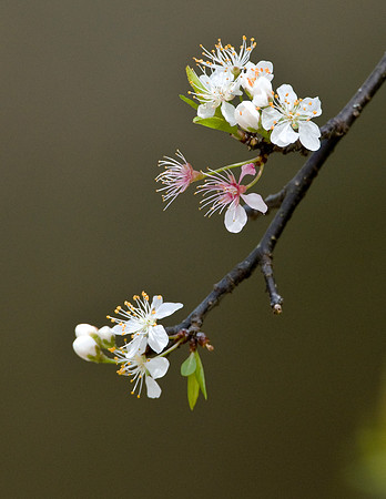 FLATWOODS PLUM FLOWERS