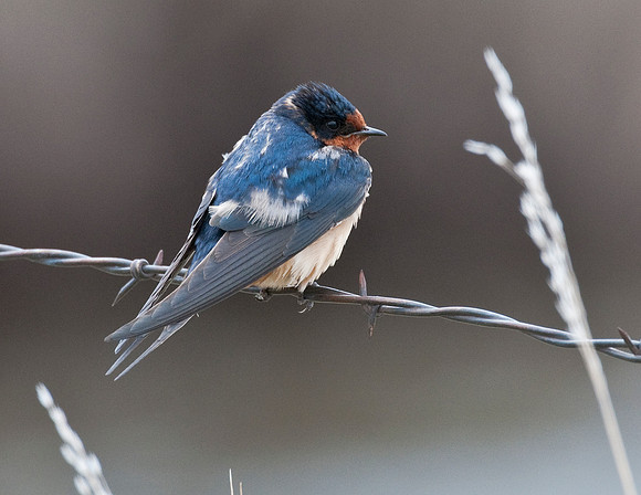 BARN SWALLOW