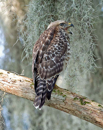RED-SHOULDERED HAWK