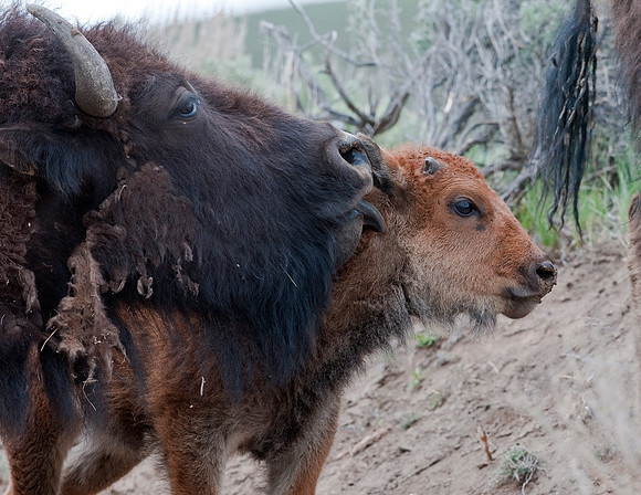 BISON COW AND CALF