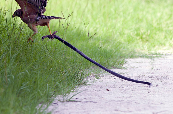 RED-SHOULDERED HAWK