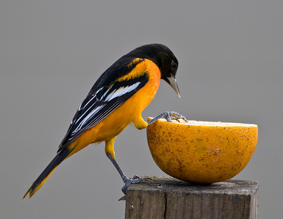 BALTIMORE ORIOLE