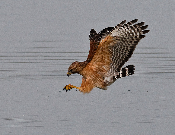 RED-SHOULDERED HAWK