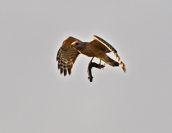 RED-SHOULDERED HAWK WITH A GREATER SIREN