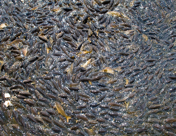 CARP AT LAKE PYMATUNING