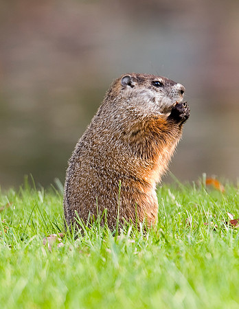 GROUND HOG