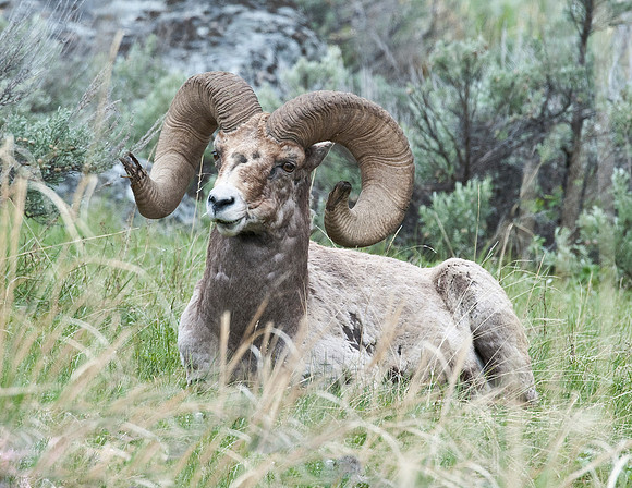 BIGHORN SHEEP