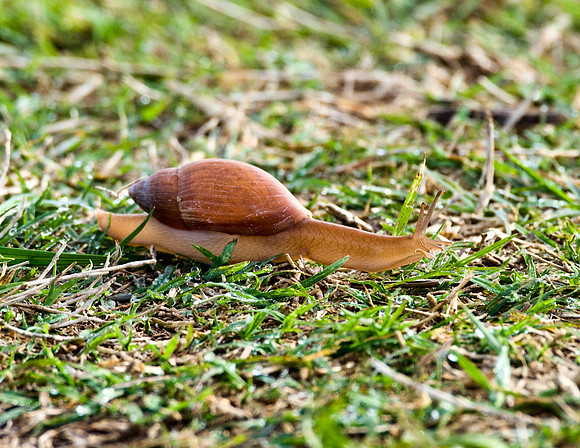 ROSY WOLF SNAIL