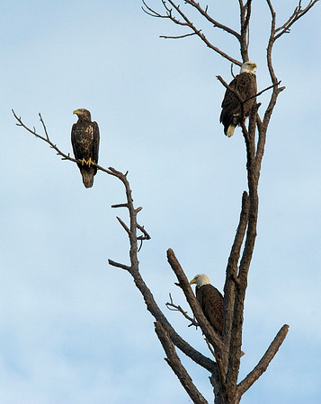 BALD EAGLES
