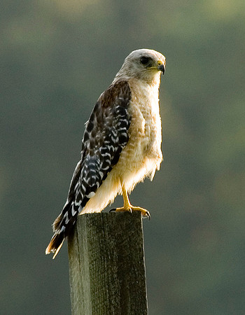 RED-SHOULDERED HAWK