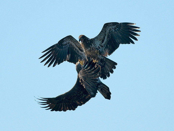 BALD EAGLES