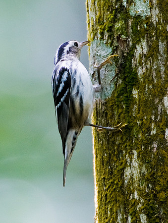 BLACK-AND-WHITE WARBLER