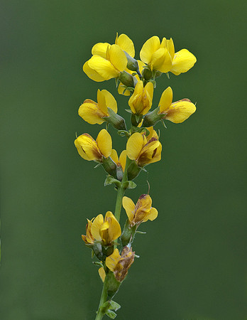 THERMOPSIS MONTANA