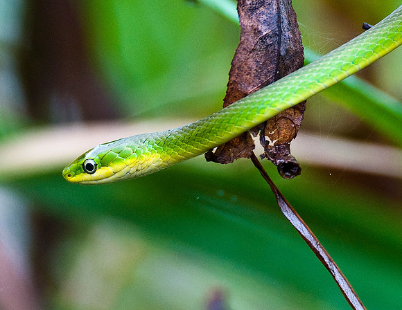 ROUGH GREEN SNAKE