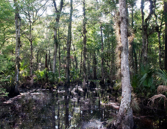 CYPRESS SWAMP
