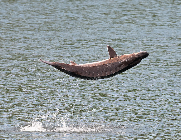 GULF STURGEON