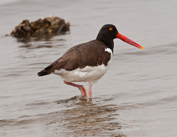 AMERICAN OYSTERCATCHER