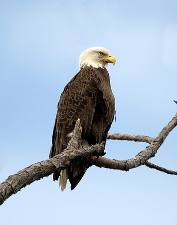 BALD EAGLE